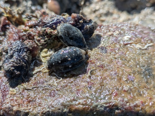 Eclogavena quadrimaculata observed 2026-07-13
