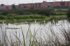 Ardea alba