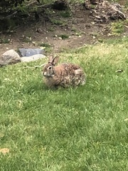 Sylvilagus floridanus