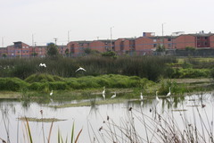 Ardea alba