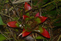 Nidularium innocentii