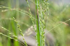 Tetragnatha mandibulata