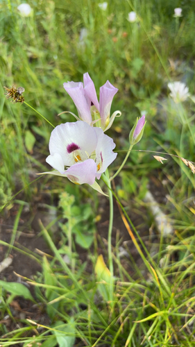 white mariposa lily
