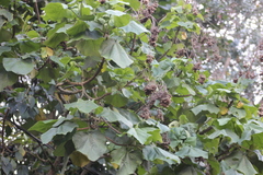 Smallanthus pyramidalis