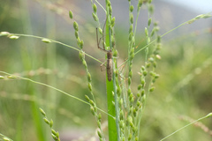 Tetragnatha mandibulata
