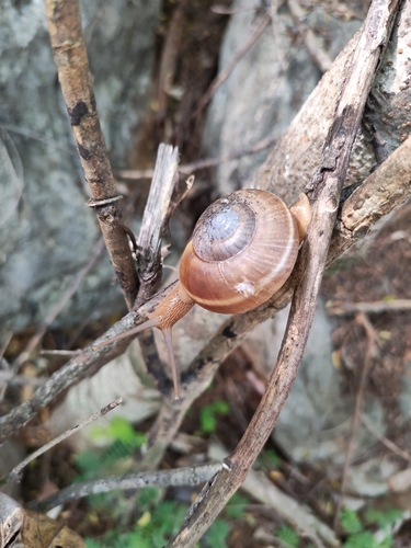 Hemiplecta distincta, 2026-07-19