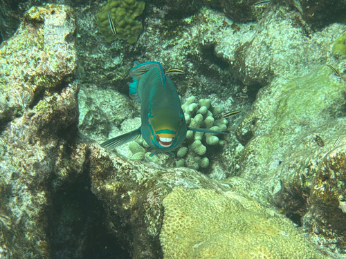 Blownose (Scarus vetula) — Scaridae — 4