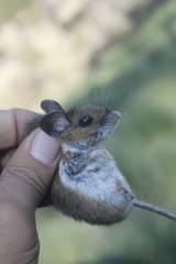 Peromyscus melanotis