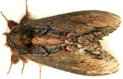 Hylaeora dilucida