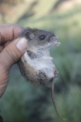 Peromyscus melanotis