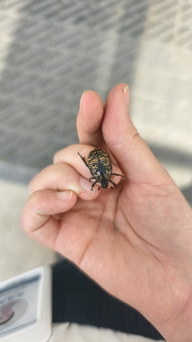 Protaetia brevitarsis