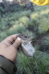 Peromyscus melanotis