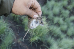 Peromyscus melanotis