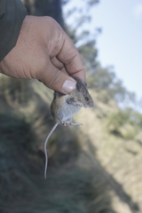 Sumichrast's Harvest Mouse photo 3
