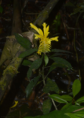 Aphelandra chamissoniana