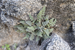Myriopteris parryi image