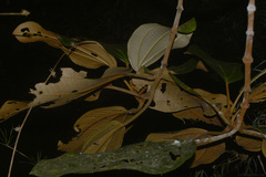 Miconia formosa