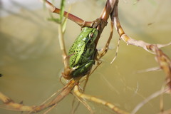 Dendropsophus molitor