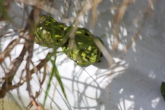 Dendropsophus molitor