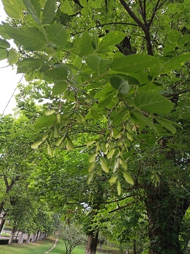 box elder