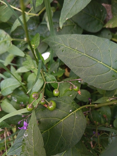 bittersweet nightshade