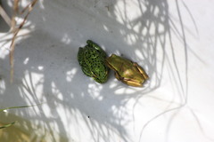 Dendropsophus molitor