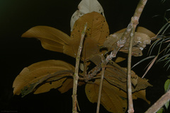 Miconia formosa