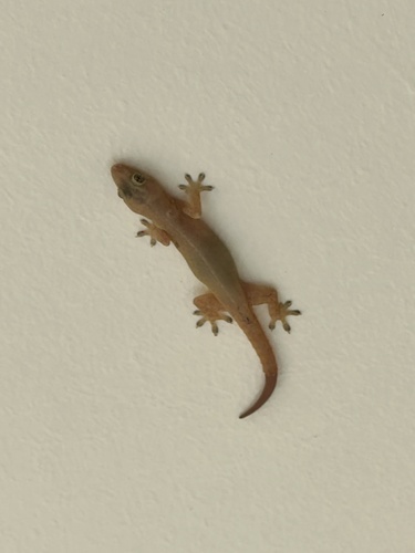 Hemidactylus frenatus observed 2026-05-12