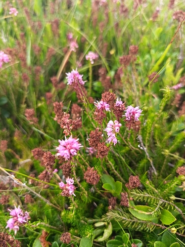 Eastern Heath