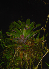 Vriesea platynema