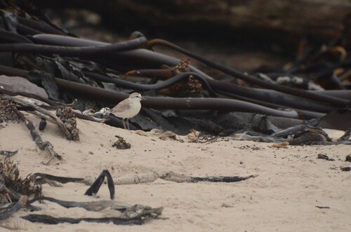 iNaturalist image