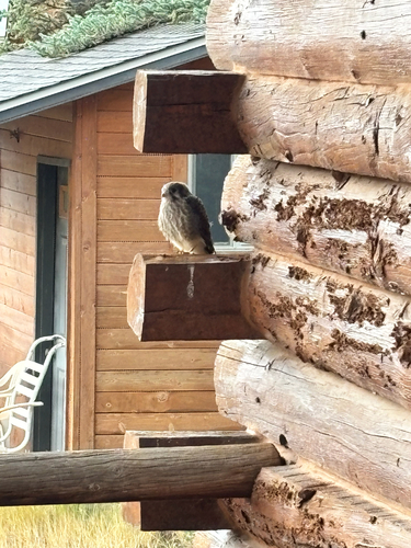 American Kestrel