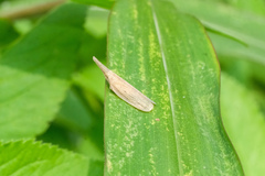 Pyrilla perpusilla