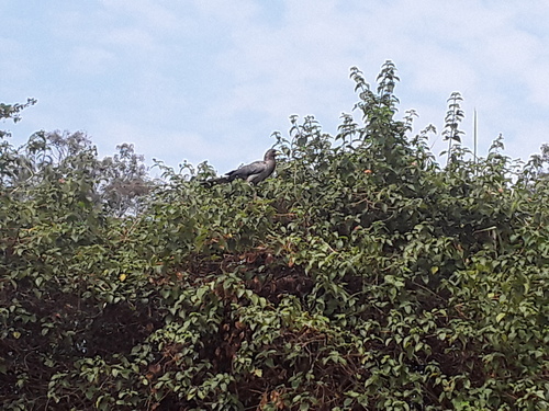 Eastern Plantain-eater
