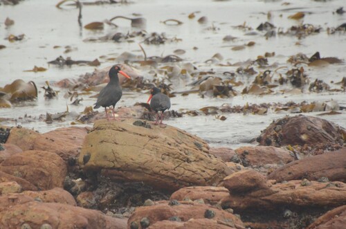 iNaturalist image