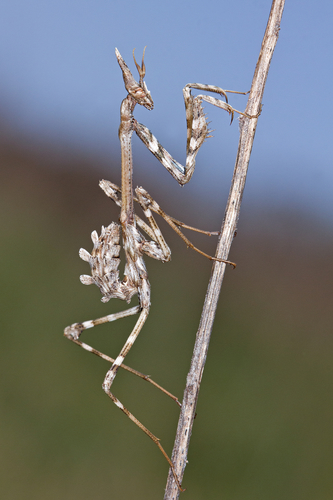 Mediterranean Conehead Mantis