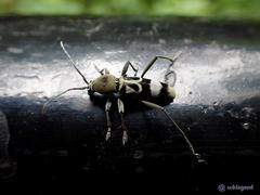 Chlorophorus reductus