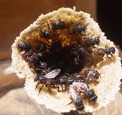 Scaptotrigona mexicana