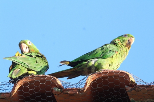 White-eyed Parakeet