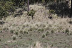 Muhlenbergia macroura