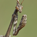 Mediterranean Conehead Mantis - Photo (c) Anne SORBES, some rights reserved (CC BY-NC-SA), uploaded by Anne SORBES
