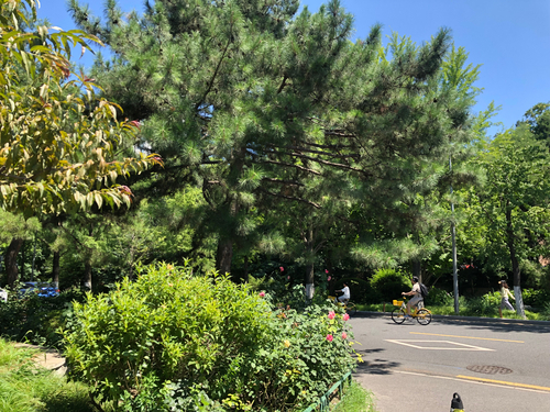 Pinus tabuliformis observed 2026-07-17