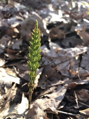 Equisetum pratense