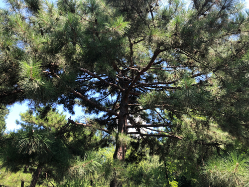 Pinus tabuliformis observed 2026-07-17