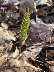 Equisetum pratense