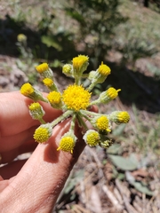 Senecio integerrimus major