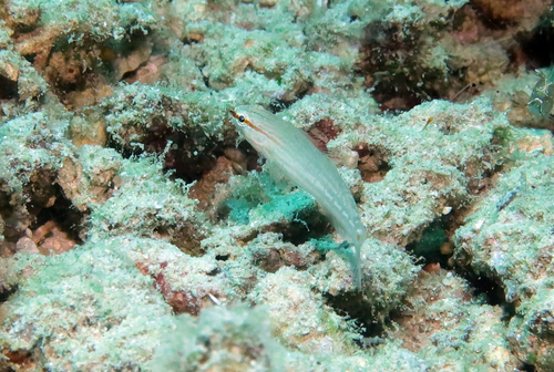 Amblygobius decussatus observed 2026-07-19