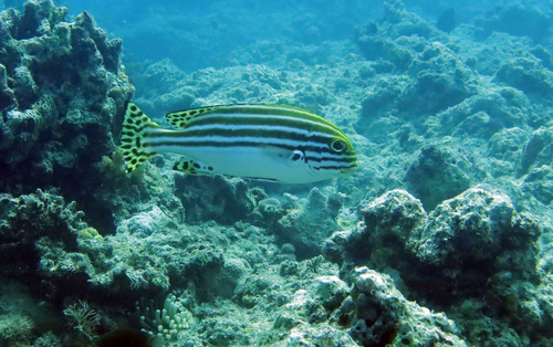 Plectorhinchus lessonii observed 2026-07-19