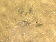 Sarotherodon melanotheron