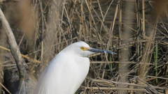 Egretta thula